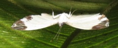 Nymphidium leucosia