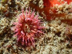 Urticina mcpeaki