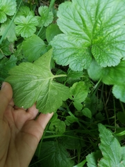 Geum aleppicum