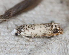 Eucosma ornatula