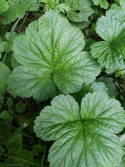 Geum aleppicum