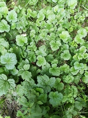 Geum aleppicum