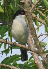 Dryoscopus cubla hamatus