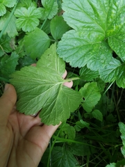 Geum aleppicum