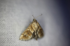 Cynaeda dentalis
