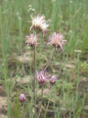 Jurinea tenuiloba