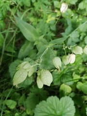 Silene vulgaris