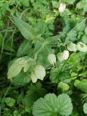 Silene vulgaris
