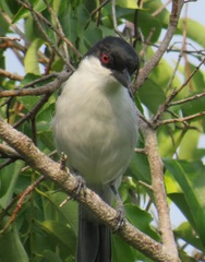 Dryoscopus cubla hamatus