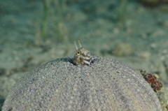 Parablennius tentacularis