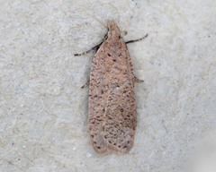 Dichomeris ventrellus