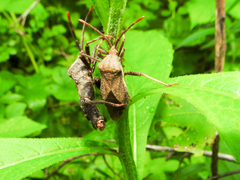 Piezogaster calcarator