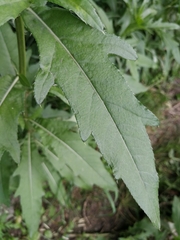 Cirsium arvense