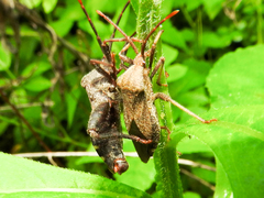 Piezogaster calcarator