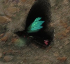 Parides sesostris
