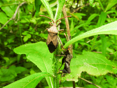 Piezogaster calcarator