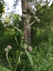 Cirsium arvense