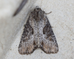 Lateroligia ophiogramma