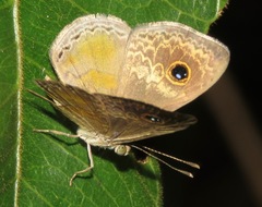 Perophthalma tullius