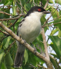 Dryoscopus cubla hamatus