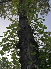 Populus
