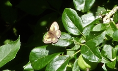 Pyronia tithonus
