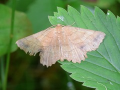 Euchlaena johnsonaria