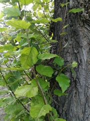 Populus