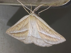 Chariaspilates formosaria