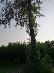 Populus