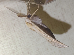 Chariaspilates formosaria