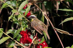 Myiozetetes cayanensis