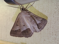 Chariaspilates formosaria