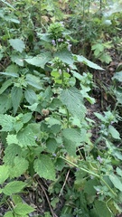 Ballota nigra