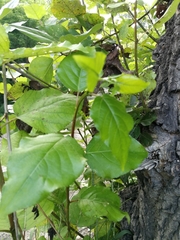 Populus