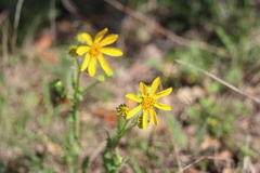 Senecio ampullaceus