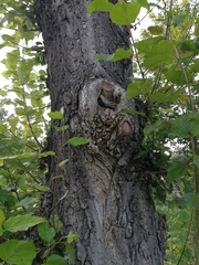 Populus