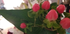 Magnoliopsida