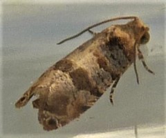 Lobesia arescophanes