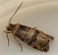Lobesia arescophanes