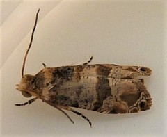 Lobesia arescophanes