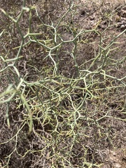 Launaea arborescens