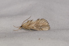 Cynaeda dentalis
