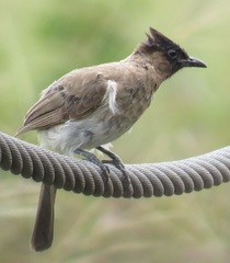 Pycnonotus barbatus layardi