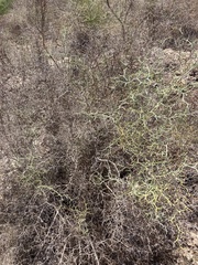 Launaea arborescens