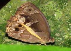 Posttaygetis penelea