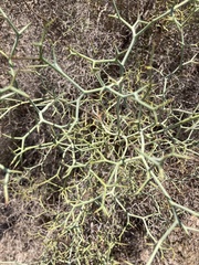 Launaea arborescens
