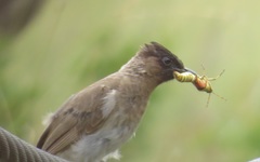 Pycnonotus barbatus layardi