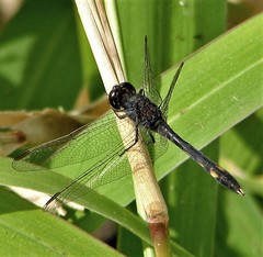 Erythrodiplax nigricans