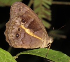 Posttaygetis penelea